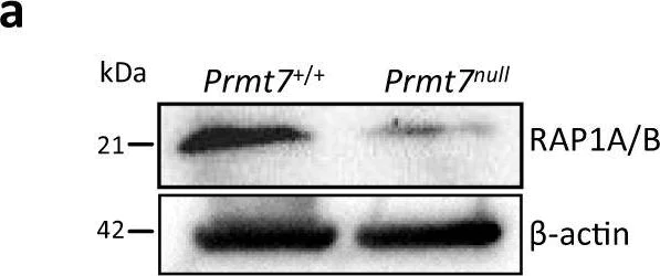Western blot - Anti-RAP1A + RAP1B antibody [EPR14814] (AB187659)