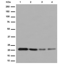 Western blot - Anti-RAP1A + RAP1B antibody [EPR14814] (AB187659), expandable thumbnail