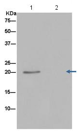 Immunoprecipitation - Anti-RAP1A + RAP1B antibody [EPR14815(B)] (AB181858), expandable thumbnail