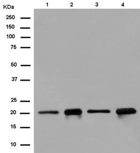 Western blot - Anti-RAP1A + RAP1B antibody [EPR14815(B)] (AB181858), expandable thumbnail