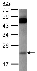 Western blot - Anti-RAP1B antibody (AB154756)