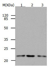 Western blot - Anti-RAP1B antibody (AB182606), expandable thumbnail