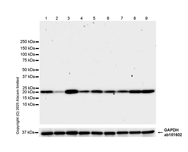 Western blot - Anti-RAP1B antibody [EPR29673-566] (AB324733)