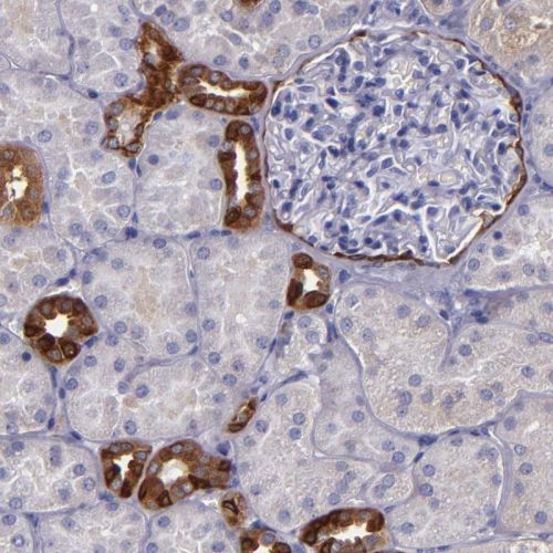 Immunohistochemistry (Formalin/PFA-fixed paraffin-embedded sections) - Anti-RAP1GAP antibody (AB244259)