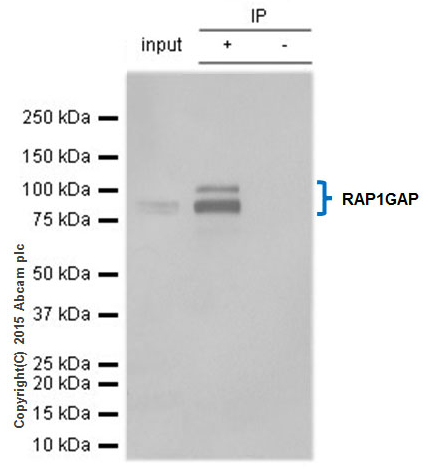 Immunoprecipitation - Anti-RAP1GAP antibody [Y134] (ab32373), expandable thumbnail