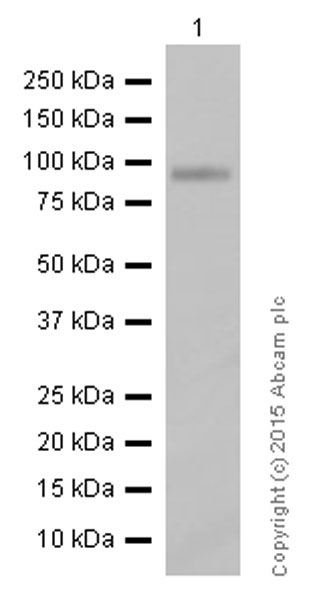 Western blot - Anti-RAP1GAP antibody [Y134] (AB32373), expandable thumbnail