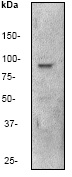 Western blot - Anti-RAP1GAP antibody [Y134] (AB32373), expandable thumbnail