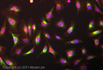 Immunocytochemistry/ Immunofluorescence - Anti-RAP1GAP antibody [Y134] - BSA and Azide free (AB247250)
