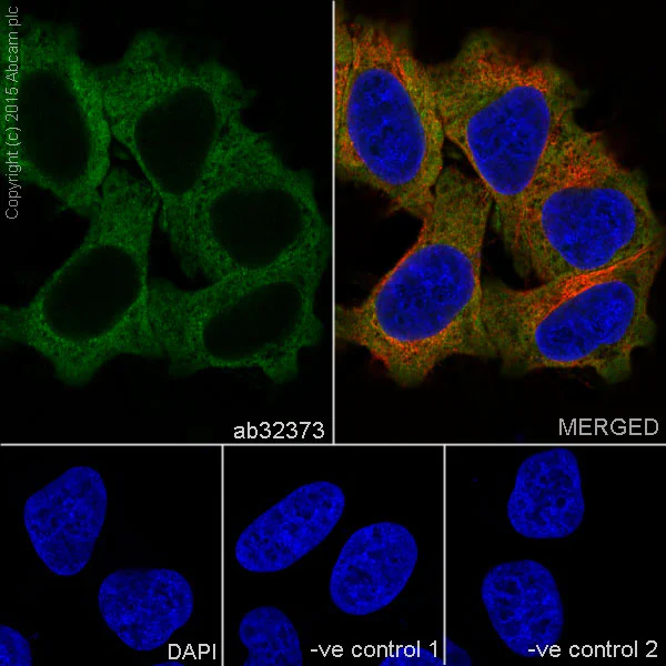 Immunocytochemistry/ Immunofluorescence - Anti-RAP1GAP antibody [Y134] - BSA and Azide free (AB247250)