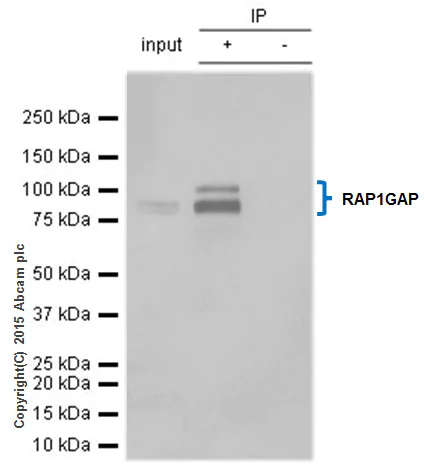 Immunoprecipitation - Anti-RAP1GAP antibody [Y134] - BSA and Azide free (AB247250)