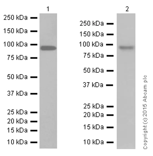 Western blot - Anti-RAP1GAP antibody [Y134] - BSA and Azide free (AB247250)