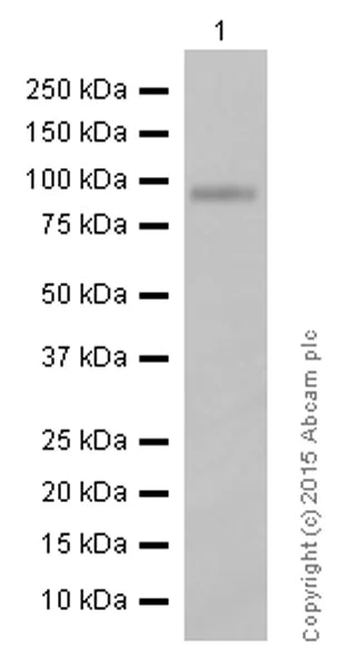 Western blot - Anti-RAP1GAP antibody [Y134] - BSA and Azide free (AB247250)