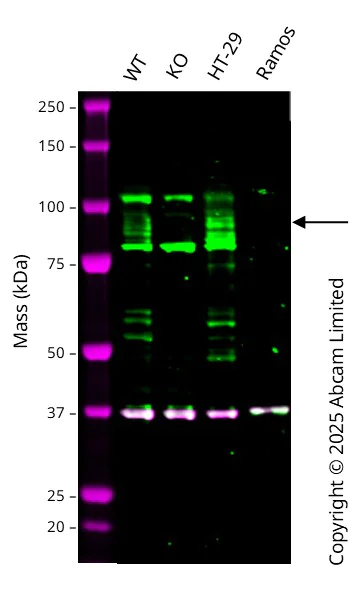 Western blot - Anti-RAP1GAP antibody [Y134] - BSA and Azide free (AB247250)