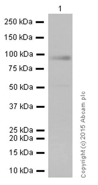 Western blot - Anti-RAP1GAP antibody [Y134] - BSA and Azide free (AB247250)