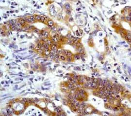 Immunohistochemistry (Formalin/PFA-fixed paraffin-embedded sections) - Anti-RAP1GAP antibody [Y135] - BSA and Azide free (AB247232)