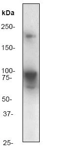 Western blot - Anti-RAP1GAP antibody [Y135] - BSA and Azide free (AB247232)