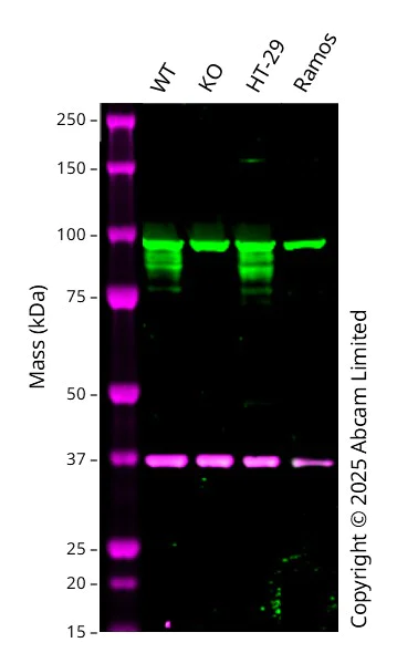 Western blot - Anti-RAP1GAP antibody [Y135] - BSA and Azide free (AB247232)