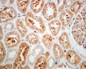 Immunohistochemistry (Formalin/PFA-fixed paraffin-embedded sections) - Anti-Rap2A+Rap2B+Rap2C antibody [EPR12825(B)] (AB173296)