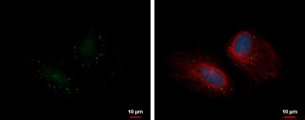 Immunocytochemistry/ Immunofluorescence - Anti-RAP55 antibody (AB229277), expandable thumbnail