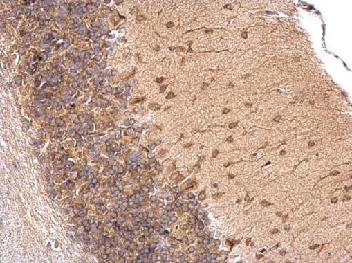 Immunohistochemistry (Formalin/PFA-fixed paraffin-embedded sections) - Anti-RAP55 antibody (AB229277)