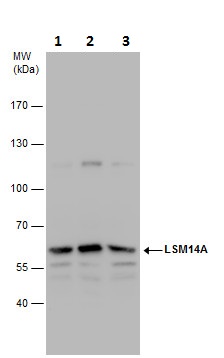 Western blot - Anti-RAP55 antibody (AB229277), expandable thumbnail