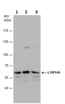 Western blot - Anti-RAP55 antibody (AB229277)