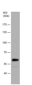 Western blot - Anti-RAP55 antibody (AB229277), expandable thumbnail