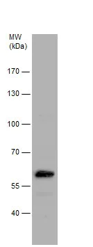 Western blot - Anti-RAP55 antibody (AB229277)