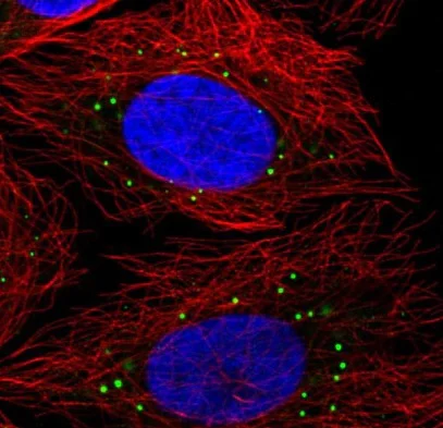 Immunocytochemistry/ Immunofluorescence - Anti-RAP55B antibody (AB221041)