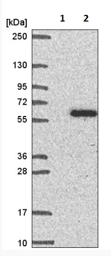 Western blot - Anti-RAP55B antibody (AB221041)