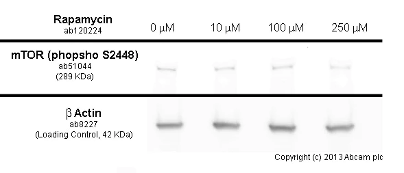 Functional Studies - Rapamycin, mTORC1 complex inhibitor (AB120224)