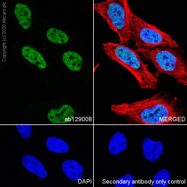 Immunocytochemistry/ Immunofluorescence - Anti-RAPGEF5 antibody [EPR6882] (AB129008)