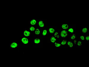 Immunocytochemistry/ Immunofluorescence - Anti-RAPGEF5 antibody [EPR6882] (AB129008)
