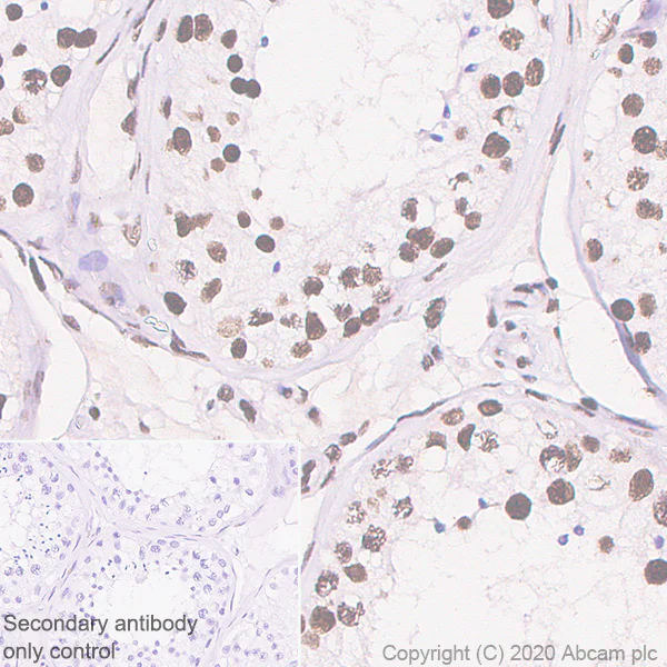 Immunohistochemistry (Formalin/PFA-fixed paraffin-embedded sections) - Anti-RAPGEF5 antibody [EPR6882] (AB129008)