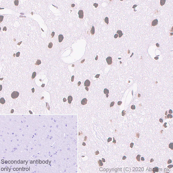 Immunohistochemistry (Formalin/PFA-fixed paraffin-embedded sections) - Anti-RAPGEF5 antibody [EPR6882] (AB129008)