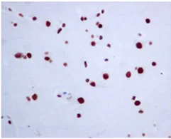 Immunohistochemistry (Formalin/PFA-fixed paraffin-embedded sections) - Anti-RAPGEF5 antibody [EPR6882] (AB129008)