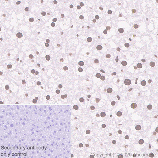 Immunohistochemistry (Formalin/PFA-fixed paraffin-embedded sections) - Anti-RAPGEF5 antibody [EPR6882] (AB129008)