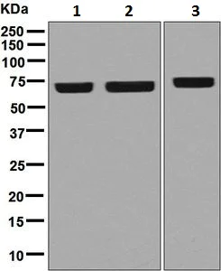 Western blot - Anti-RAPGEF5 antibody [EPR6882] (AB129008)