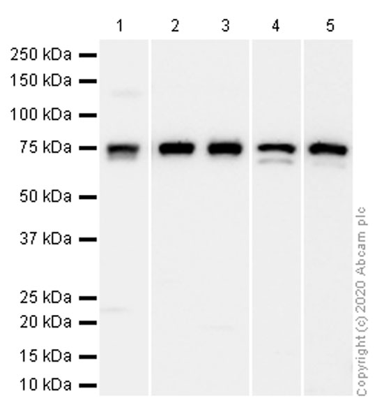 Anti-RAPGEF5 antibody [EPR6882]
