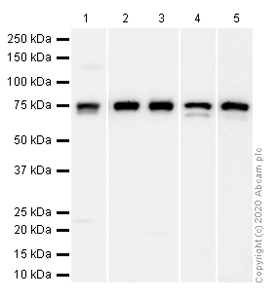 Western blot - Anti-RAPGEF5 antibody [EPR6882] (AB129008)