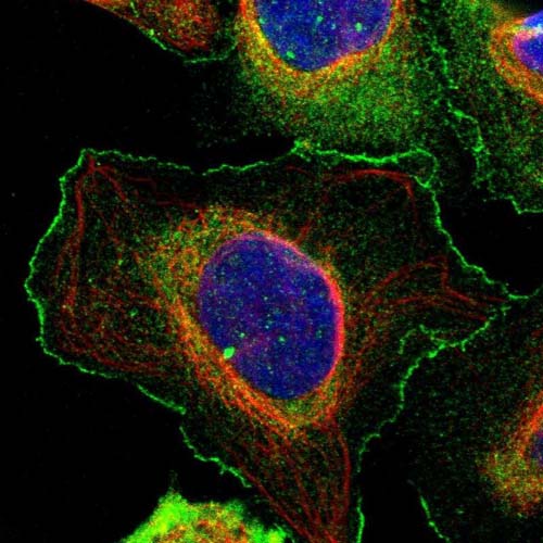 Immunocytochemistry/ Immunofluorescence - Anti-RAPH1 antibody (AB121619), expandable thumbnail