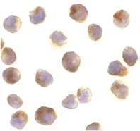 Immunocytochemistry/ Immunofluorescence - Anti-Raptor antibody (AB26264)