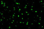 Immunocytochemistry/ Immunofluorescence - Anti-Raptor antibody (AB26264)
