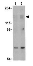 Western blot - Anti-Raptor antibody (AB26264)
