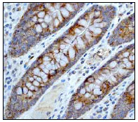Immunohistochemistry (Formalin/PFA-fixed paraffin-embedded sections) - Anti-Raptor antibody [EP539Y] (AB40768)