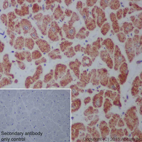 Immunohistochemistry (Formalin/PFA-fixed paraffin-embedded sections) - Anti-Raptor antibody [EP539Y] (AB40768)