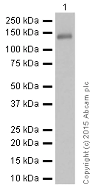 Western blot - Anti-Raptor antibody [EP539Y] (AB40768)