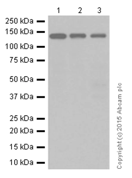 Western blot - Anti-Raptor antibody [EP539Y] (AB40768)