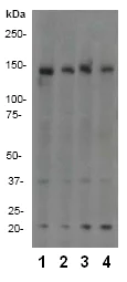 Western blot - Anti-Raptor antibody [EP539Y] (AB40768)