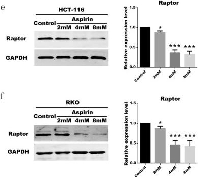 Western blot - Anti-Raptor antibody [EP539Y] (ab40768), expandable thumbnail